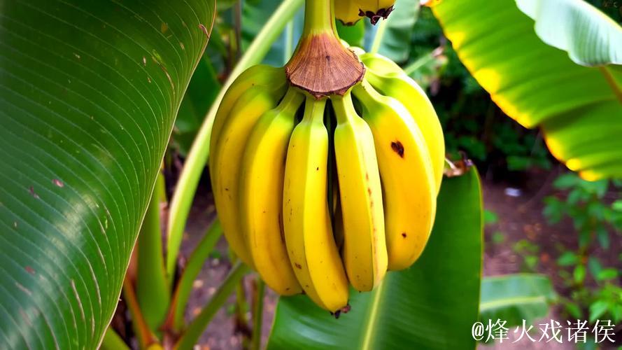 香蕉视频黄 香蕉视频黄